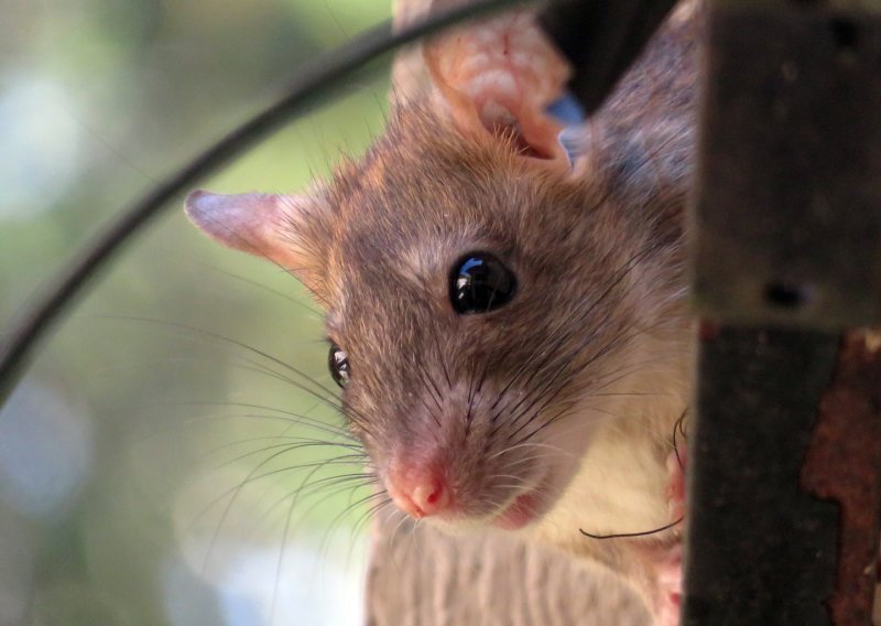 Afrički štakor savladao vrijednu vještinu: Kambodža mu dignula spomenik