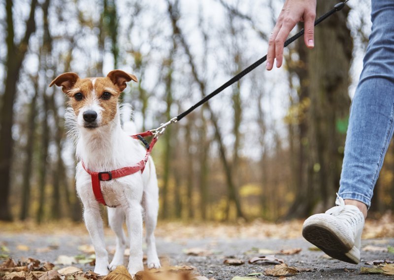 Koliko dugo šetati psa? Veterinari otkrivaju zašto 'jedna formula za sve' ne postoji