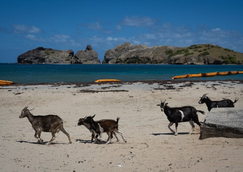 Šokirale znanstvenike: Ove 'magične' koze već 200 godina preživljavaju bez kapi vode
