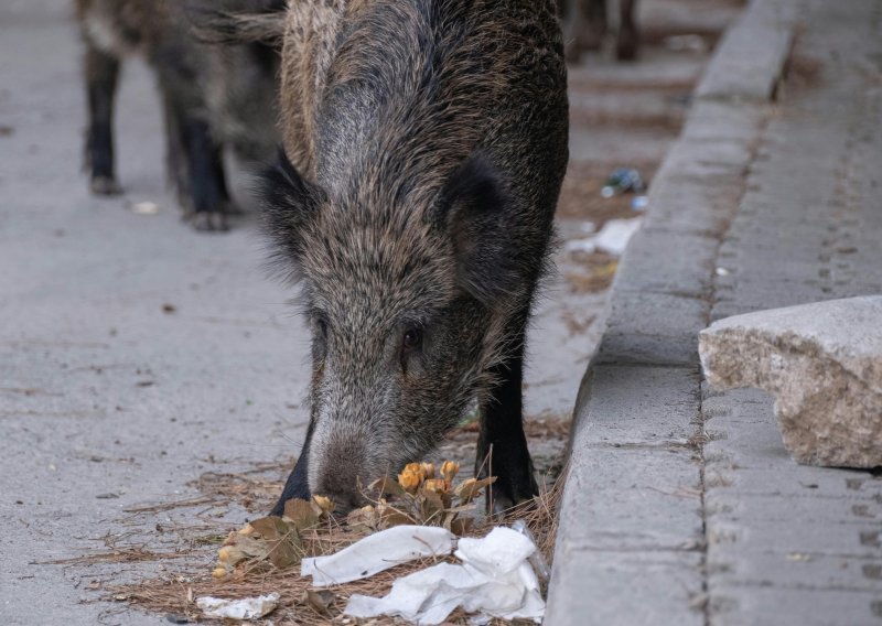 Divlje životinje sve se više privikavaju na gradove. Evo zašto je to problematično