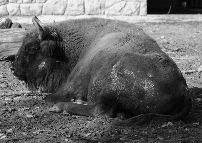 Tužna vijest iz ZOO-a: Uginula europska bizonica Ozana