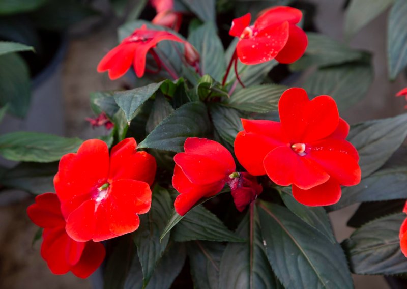 Mnogi ovu biljku zovu 'strpljiva Lucija', ali jedna greška u zalijevanju može je ubiti u par dana