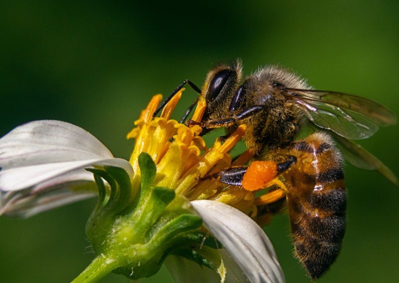 Nevjerojatno otkriće iz svijeta prirode: Pčele mogu preživjeti pod vodom i do tjedan dana