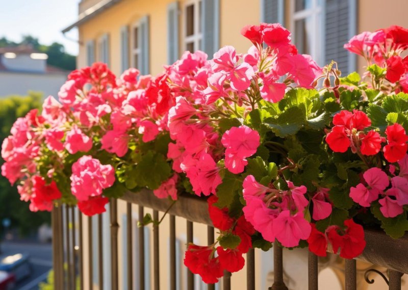 Balkon vam je cijeli dan na suncu? Ovo prekrasno cvijeće na njemu će zablistati