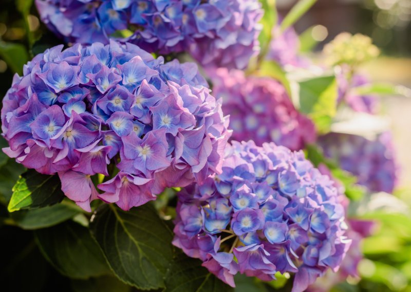Pogrešno zalijevanje uništava hortenzije: Evo što činiti tijekom proljeća