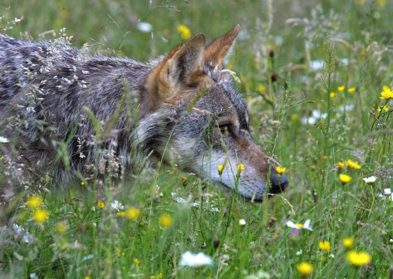 Vuk koji je pobjegao iz ZOO-a u Južnoj Koreji vraćen nakon devet dana bijega