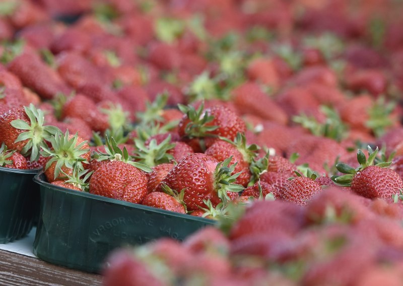 Proizvođači upozoravaju: Domaće jagode mogle bi postati luksuz