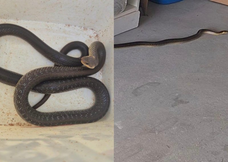 Zagrepčanka u garaži pronašla zmiju: 'Važno je ne prilaziti joj'
