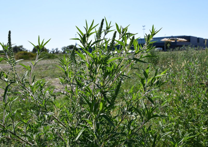 Japanski znanstvenici: 'Čaj maca možda pomaže kod peludne groznice'