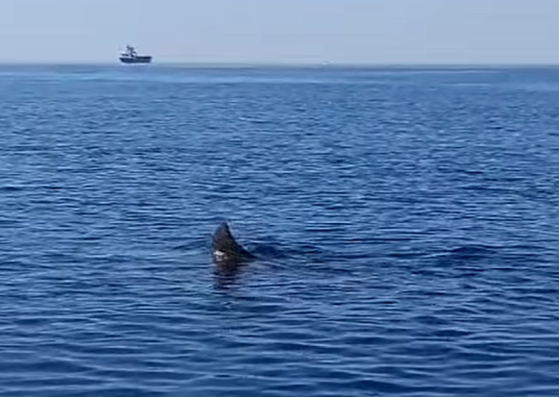 VIDEO Golema psina snimljena uz brodice u Istri