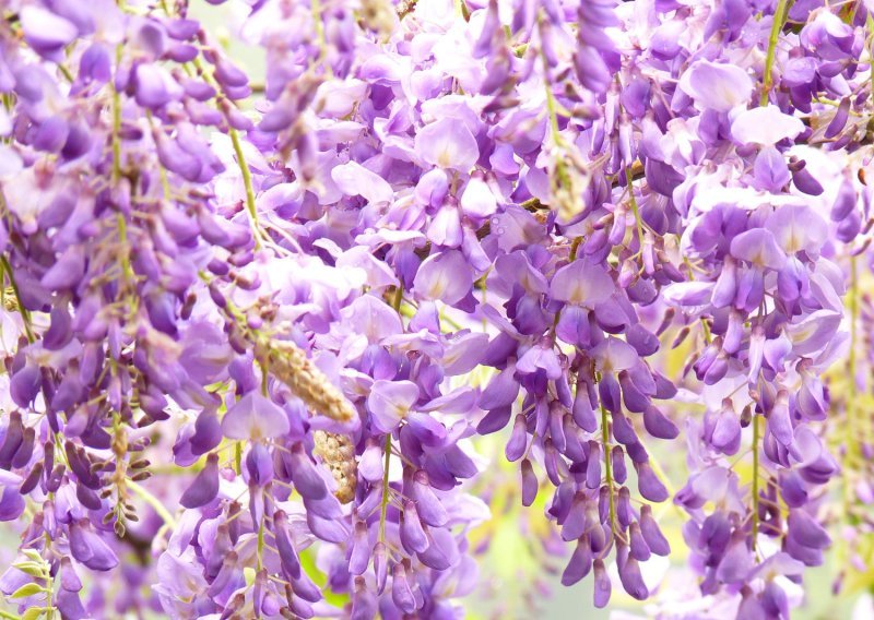 Predivne glicinije u punom su cvatu: Evo što im je potrebno za bujan i dugotrajan rast