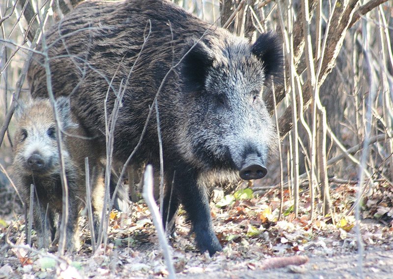Ekološka udruga zabrinuta za zakon o lovstvu: Djelomična legalizacija krivolova?