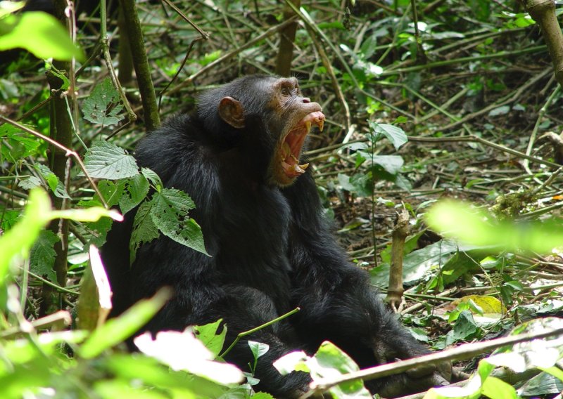 Čimpanzama i ljudima zajednička je užasna osobina: Priča o dvije grupe koje godinama ratuju