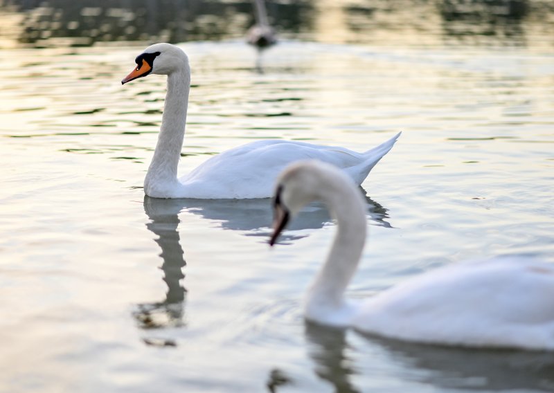 Par labudova uginuo na Bundeku nakon napada psa: 'Bili su kao Klepetan i Malena'