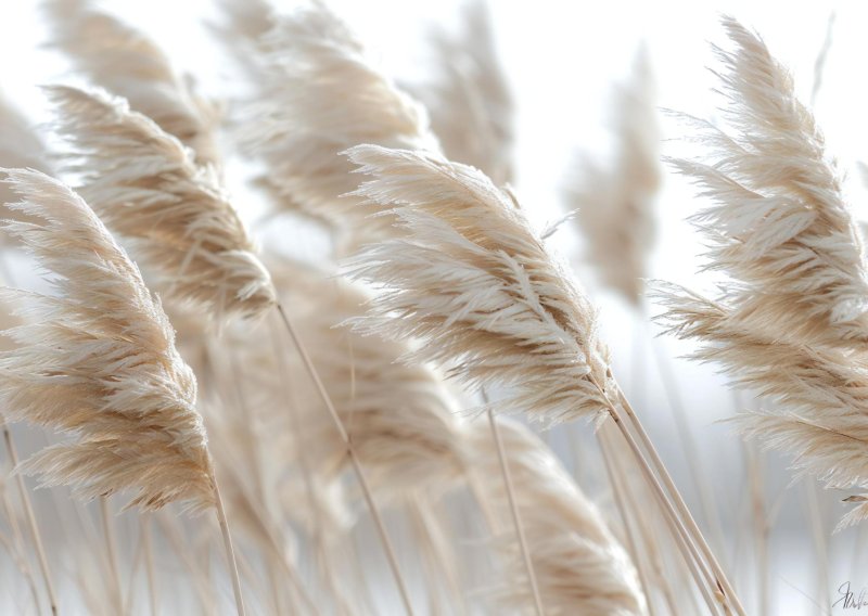 Mnogi ovu biljku sade zbog izgleda, a tek kasnije otkriju koliko problema nosi