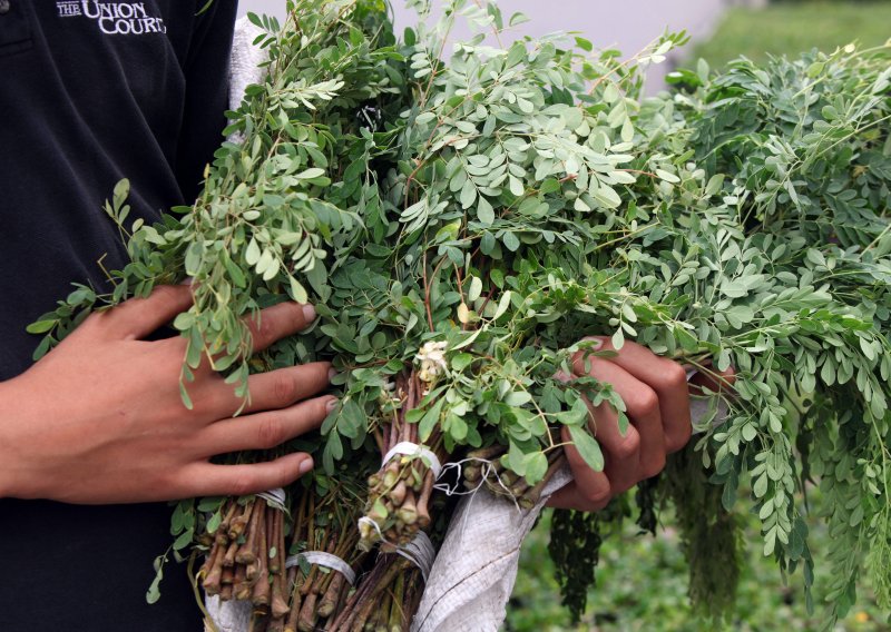 'Čudesno drvo' uklanja do 98 posto mikroplastike iz pitke vode