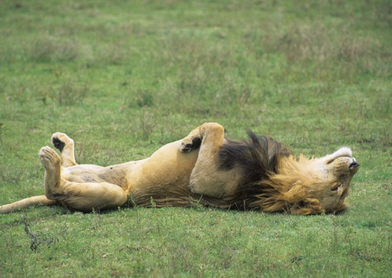 Zoološki vrt uveo aromaterapiju za lavove