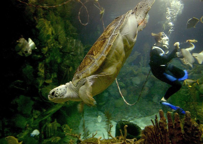 Ugrožena vrsta: Rekonstruiran gotovo cijeli životni ciklus sedmopruge usminjače