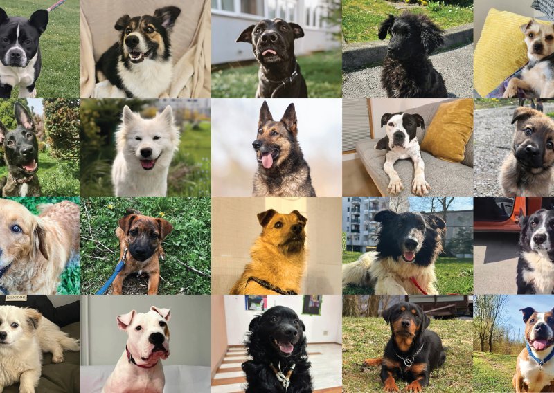 "Daj mi šansu – udomi me": Izložba koja mijenja živote stiže na Zrinjevac