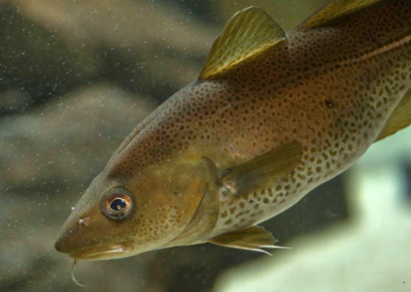 Šokantno otkriće: Kokain u vodi mijenja ponašanje divljih lososa