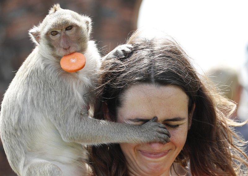 Majmuni na Gibraltaru razvili strategiju za preživljavanje na slatkišima i nezdravoj hrani