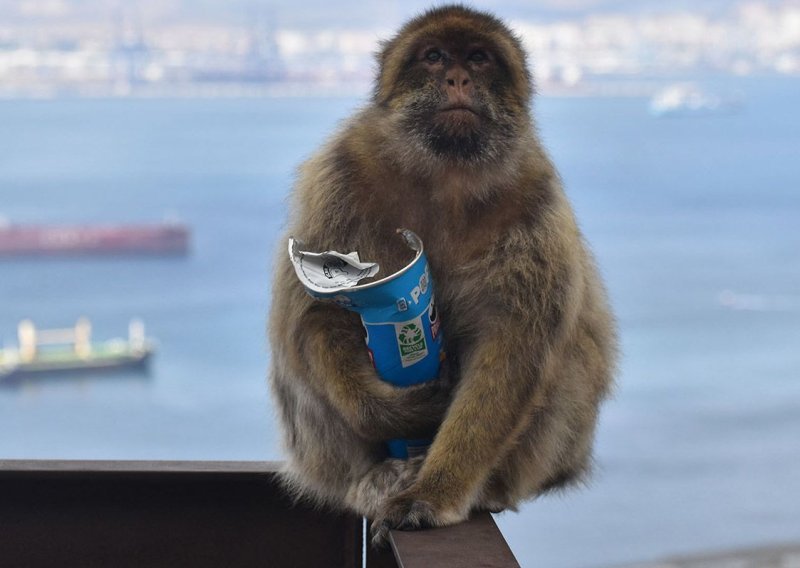 Majmuni prokljuvili kako guštati u slatkišima koje kradu turistima - bez probavnih tegoba