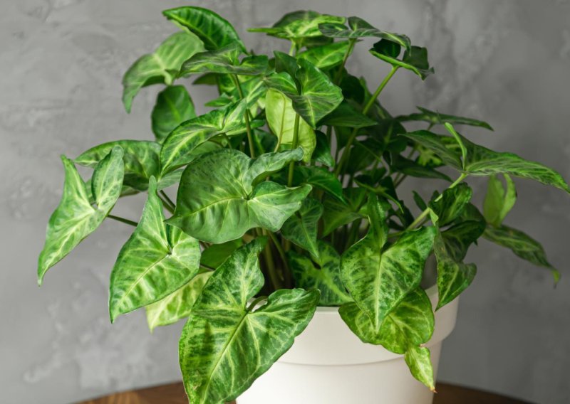 Ova sobna biljka uspijeva i početnicima: Uz vrlo malo brige raste kao luda