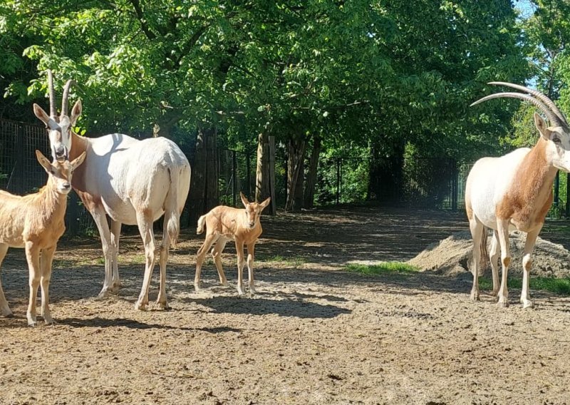 Ugrožena vrsta: Zagrebački ZOO pohvalio se krdom sabljorogih oriksa