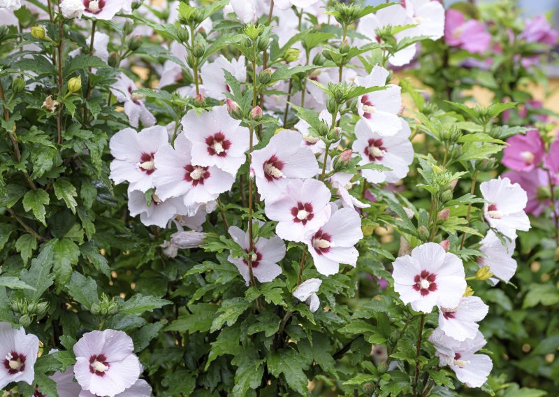 Posadite ih i zaboravite na njih: Neuništive biljke koje će rasti i cvjetati bez ikakvog održavanja