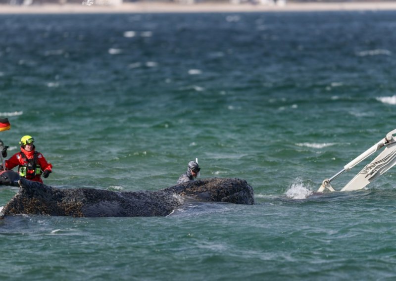 Grbavi kit dug 12 metara nasukao se na njemačkoj obali: U tijeku je akcija spašavanja