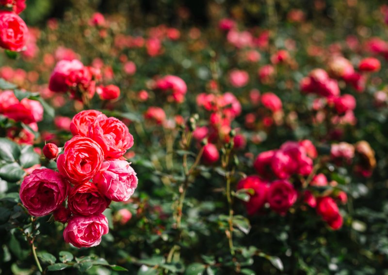 Ruže ne vole biti same: Ove trajnice savršeno im pristaju u vrtu