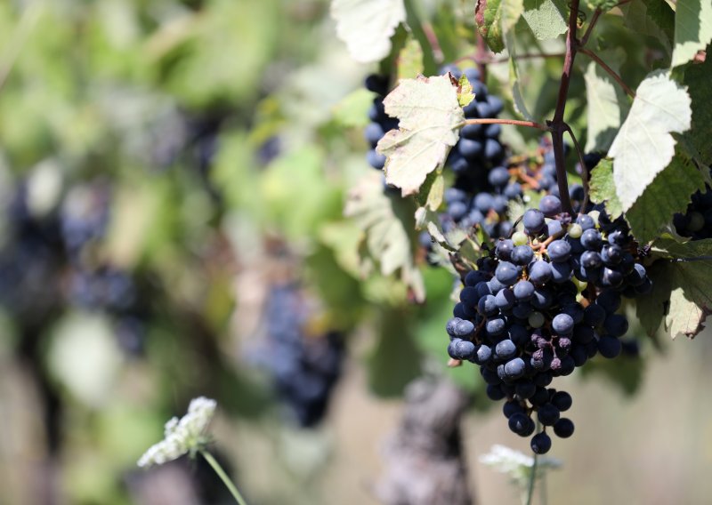 Zabrinjavajući podaci: Hrvatska sve više pije uvozno vino, domaća proizvodnja pada