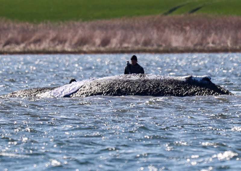 Kreće velika akcija: Milijunaši platili da se pokuša spasiti kit Timmy