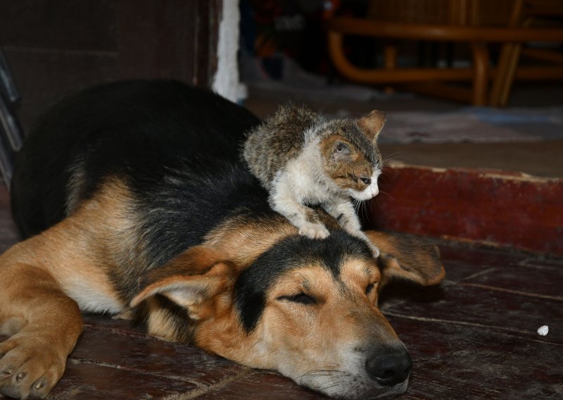 EU uvodi red: Obvezno čipiranje i registracija pasa i mačaka