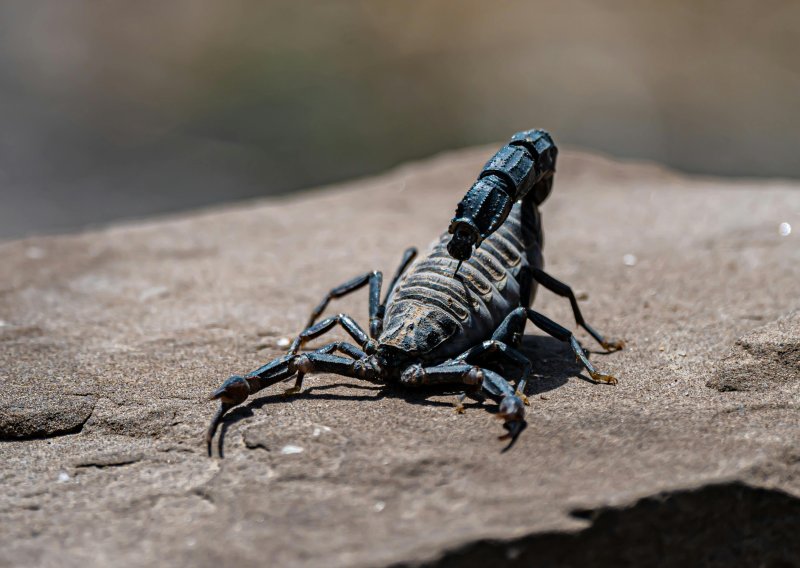 Zvuči nevjerojatno, ali istinito: škorpioni su doslovno metalni