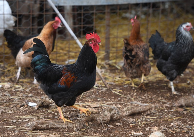 Sulud zločin: Zračnom puškom ubio 20 kokoši i dva pijetla