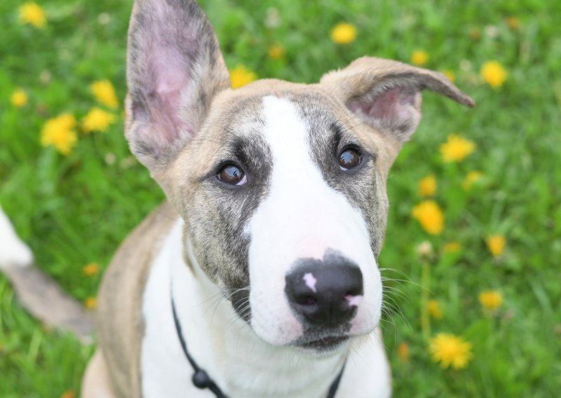 Novi trend među Zagrepčanima: Evo što sve češće rade s kućnim ljubimcima