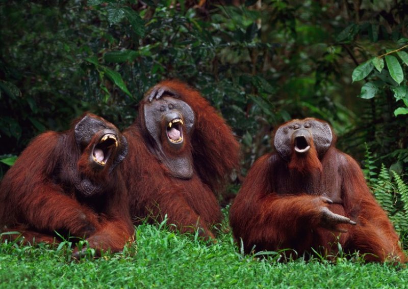 Orangutani mimikom komuniciraju s ljudima
