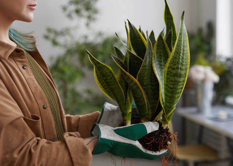 Zašto je prava zemlja ključ uspjeha: Kako odabrati idealan supstrat za sve popularniju sanseveriju