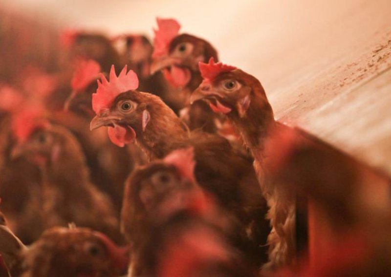 Kina zatvorila tržnice peradi zbog straha od ptičje gripe