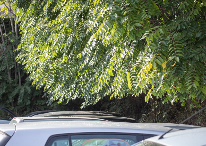 Ubrzano se širi noćna mora alergičara: Invazivna vrsta guši domaće biljke i šteti poljoprivredi