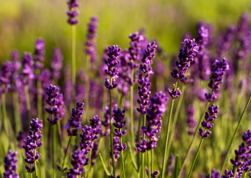Lavanda će bolje rasti uz ovaj kućni trik, ali postoji jedno važno pravilo