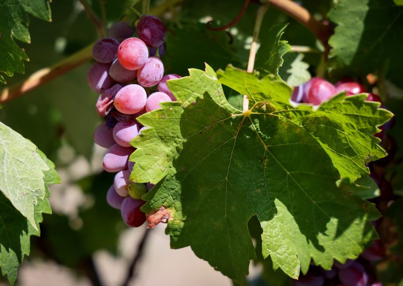 Udruga ruralnog turizma: Potencijal za razvoj seoskog agroturizma ozbiljno je narušen