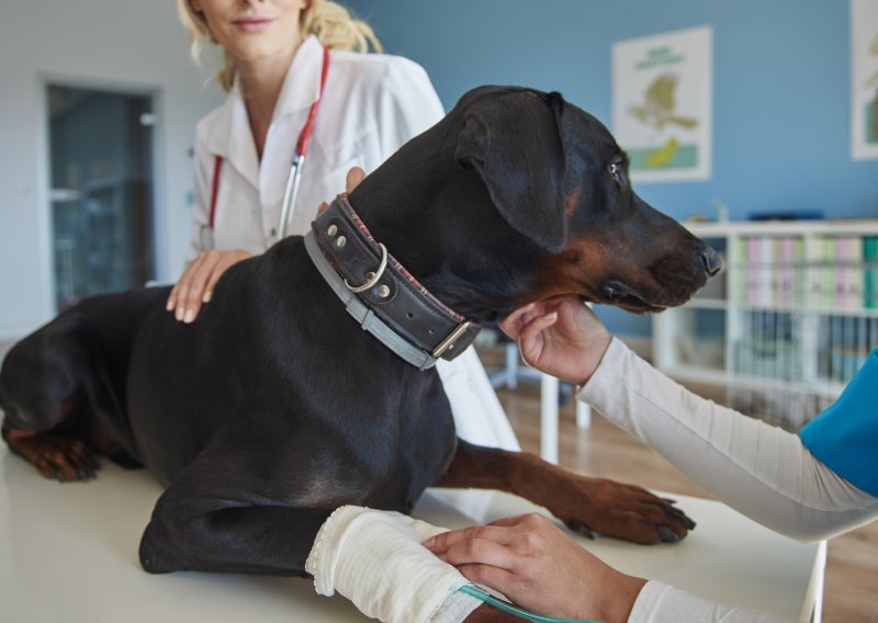 Veterinarski fakultet pokrenuo važan program: Hrvatska je dobila banku krvi za pse