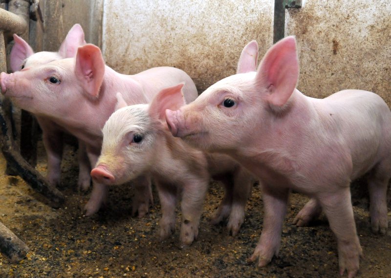 Krađa kakva se ne viđa svaki dan: Nestala 24 praseta iz farme kod Darde