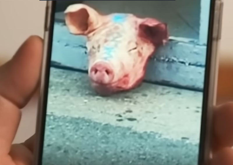 Dokumenti otkrili: Svinjske glave pred džamijama bile su dio ruske operacije koju su odradili Srbi