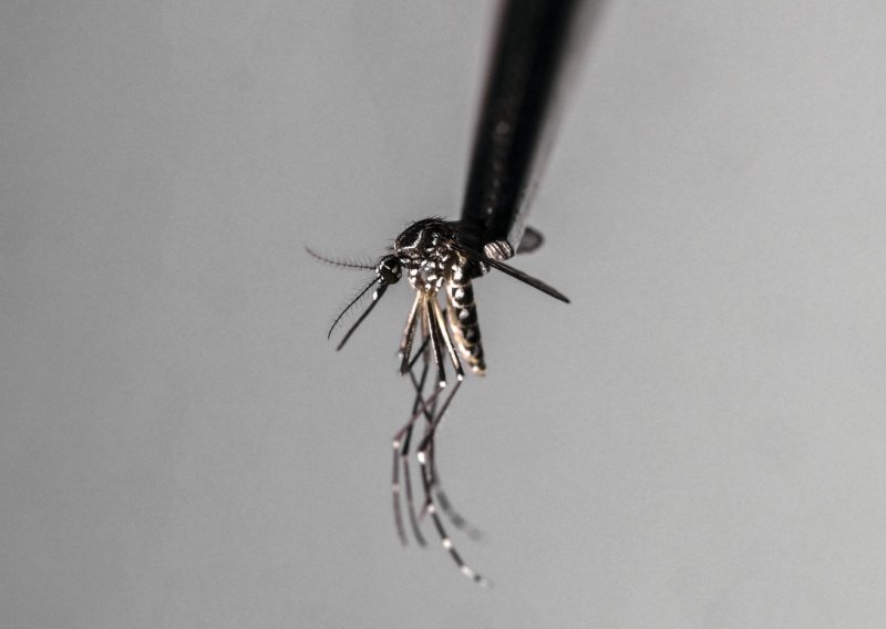 Znanstvenici alarmiraju Europu: Opasni virus koji prenose komarci širi se prema kontinentu