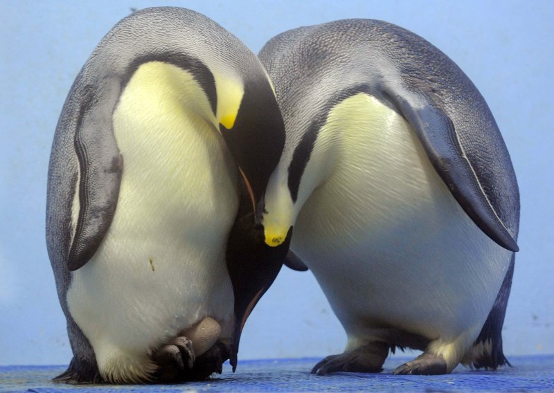 Sateliti otkrili dvostruko više kraljevskih pingvina