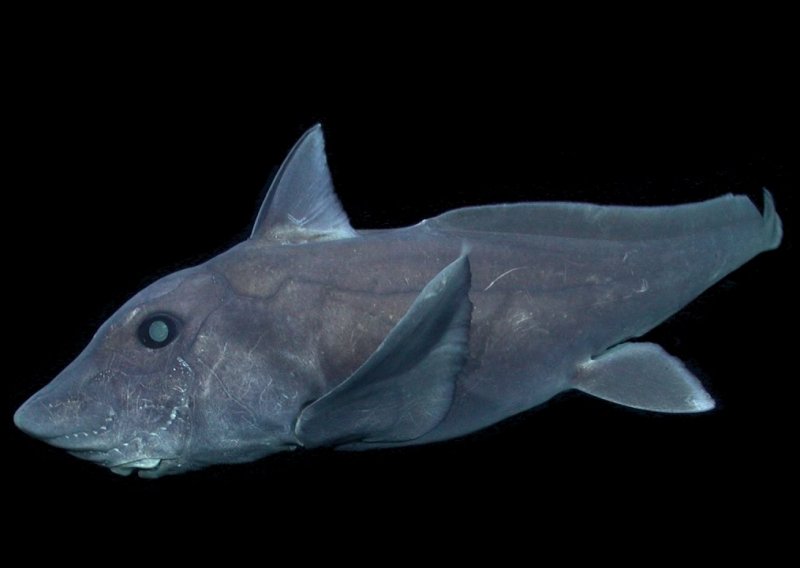 Oceanolozi snimili tajanstvenog morskog psa