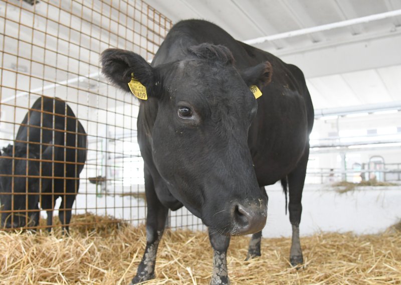 Raste proizvodnja goveda i peradi: Manje domaćih svinja, ovaca, koza, jaja i mlijeka